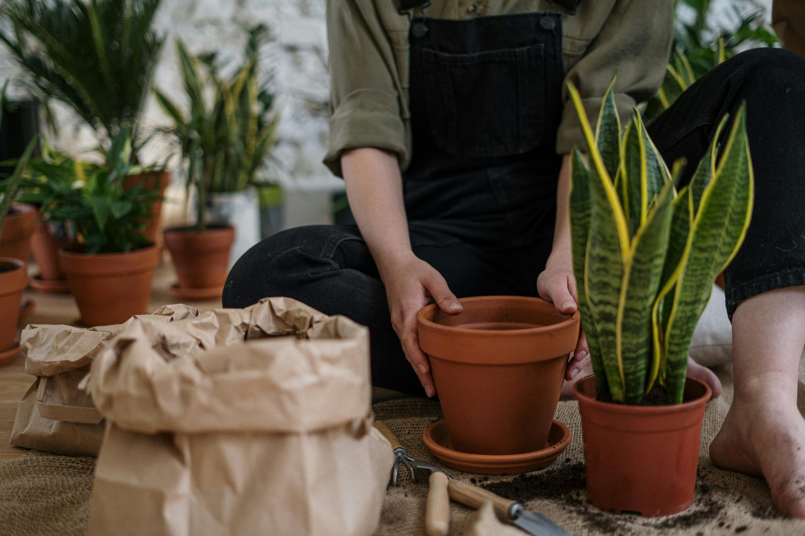 Mother In Law Tongue Plant: Discover Its Surprising Benefits Today!