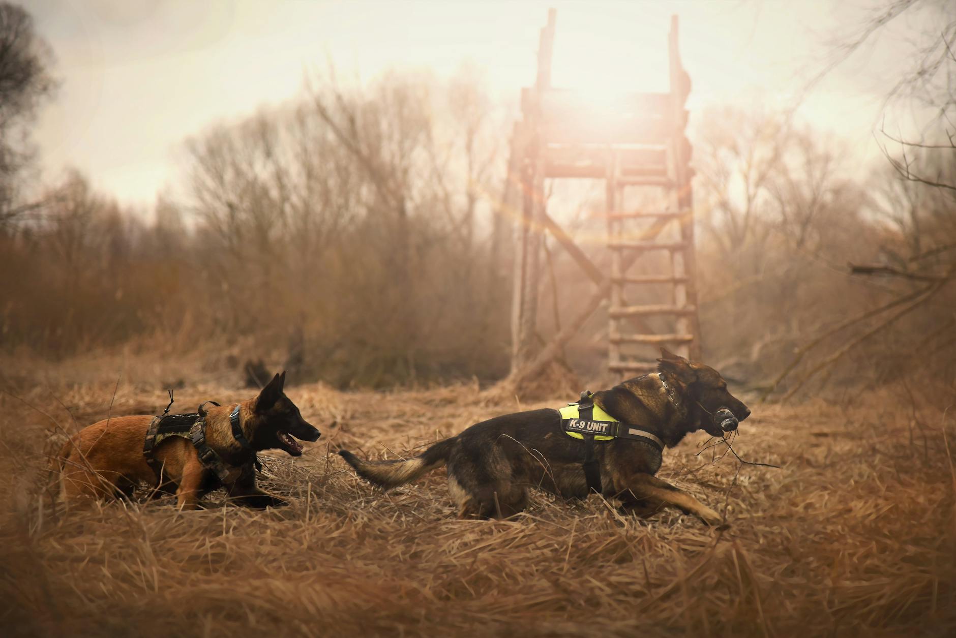 Understanding the Legal Framework of K9 Searches: 5 Key Points